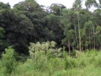 Terreno - Venda - Saída Concordia - Itá - SC